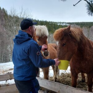 hester på Bakken fjellgård