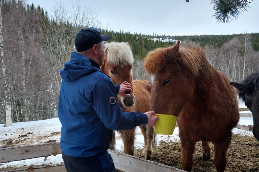 hester på Bakken fjellgård