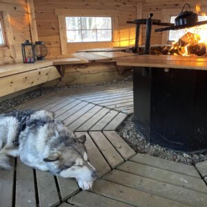 hund i hytte