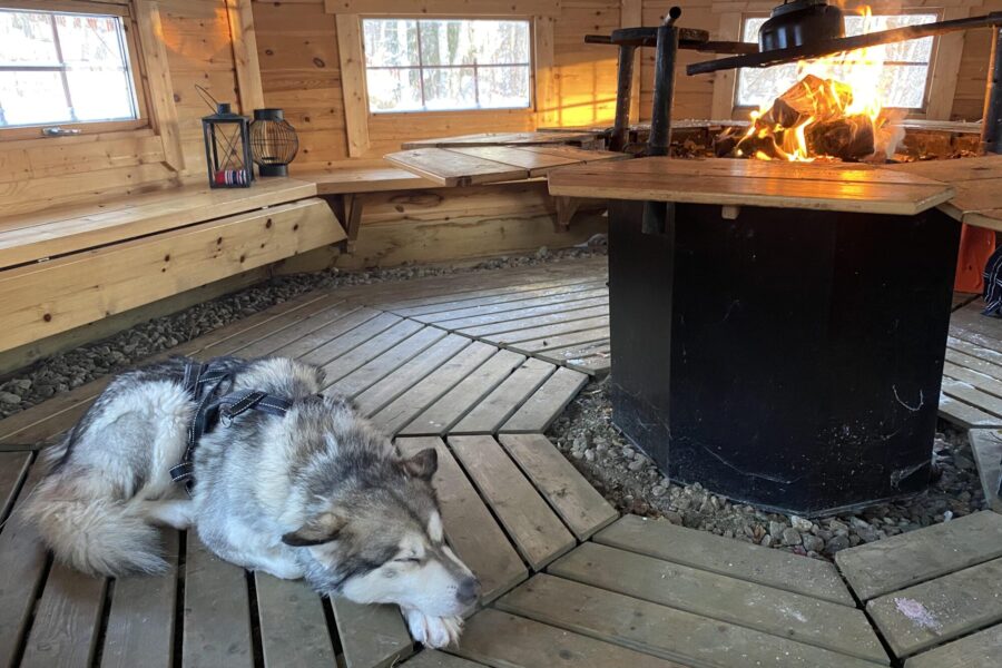 hund i hytte