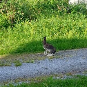 Hare i hagen